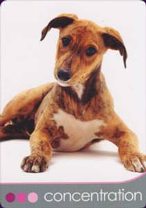 Hovedbilde Dog Wisdom Cards - Tony ...
